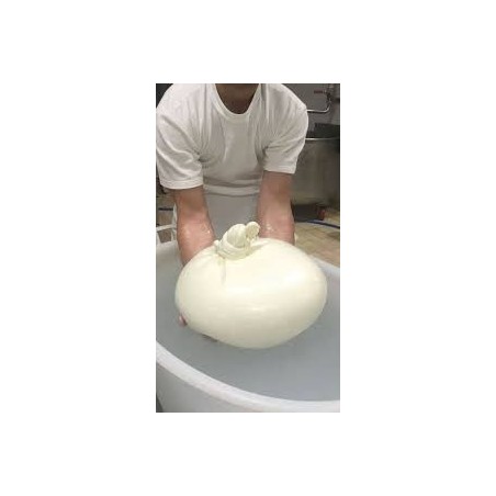 Burrata I.G.P. di Andria 5 kg in carta Montronella