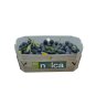 Olive dolci pugliesi box 2 kg
